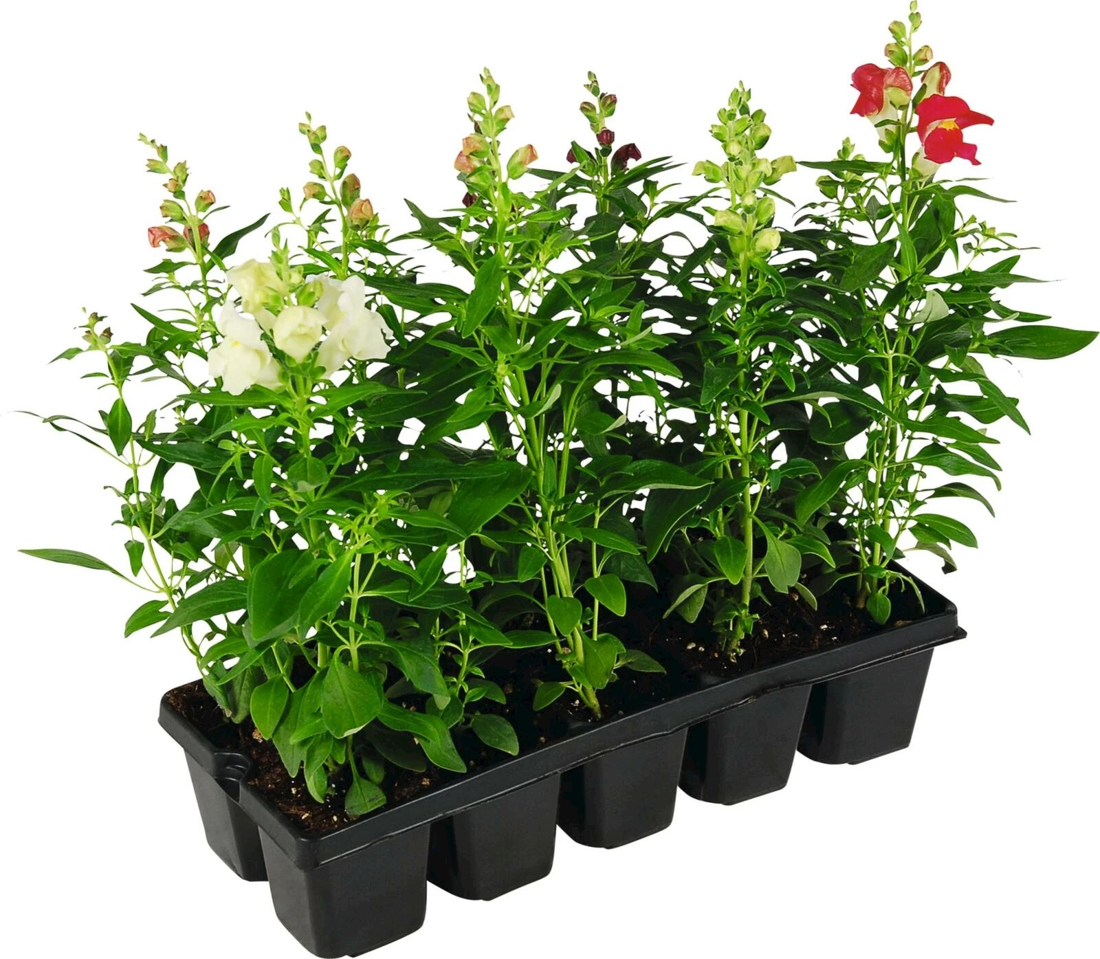 Löwenmaul Mischung 10er Schale kaufen Einjährige Beet u