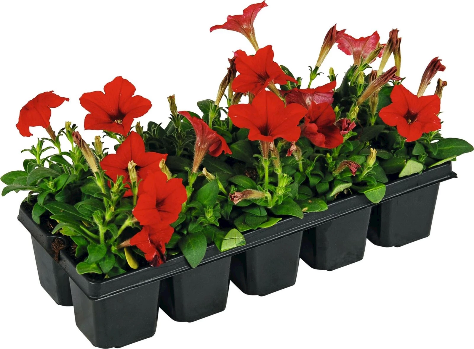 Hängepetunien rot 10er Schale