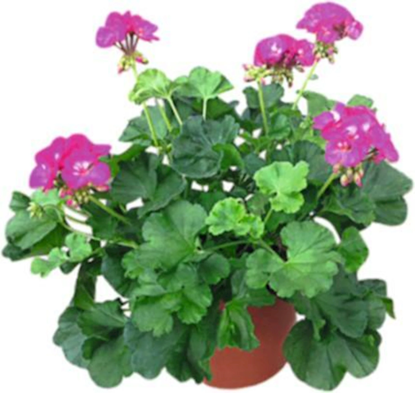 Geranien Lila P23 cm kaufen Einjährige Beet u. Balkonpflanzen LANDI