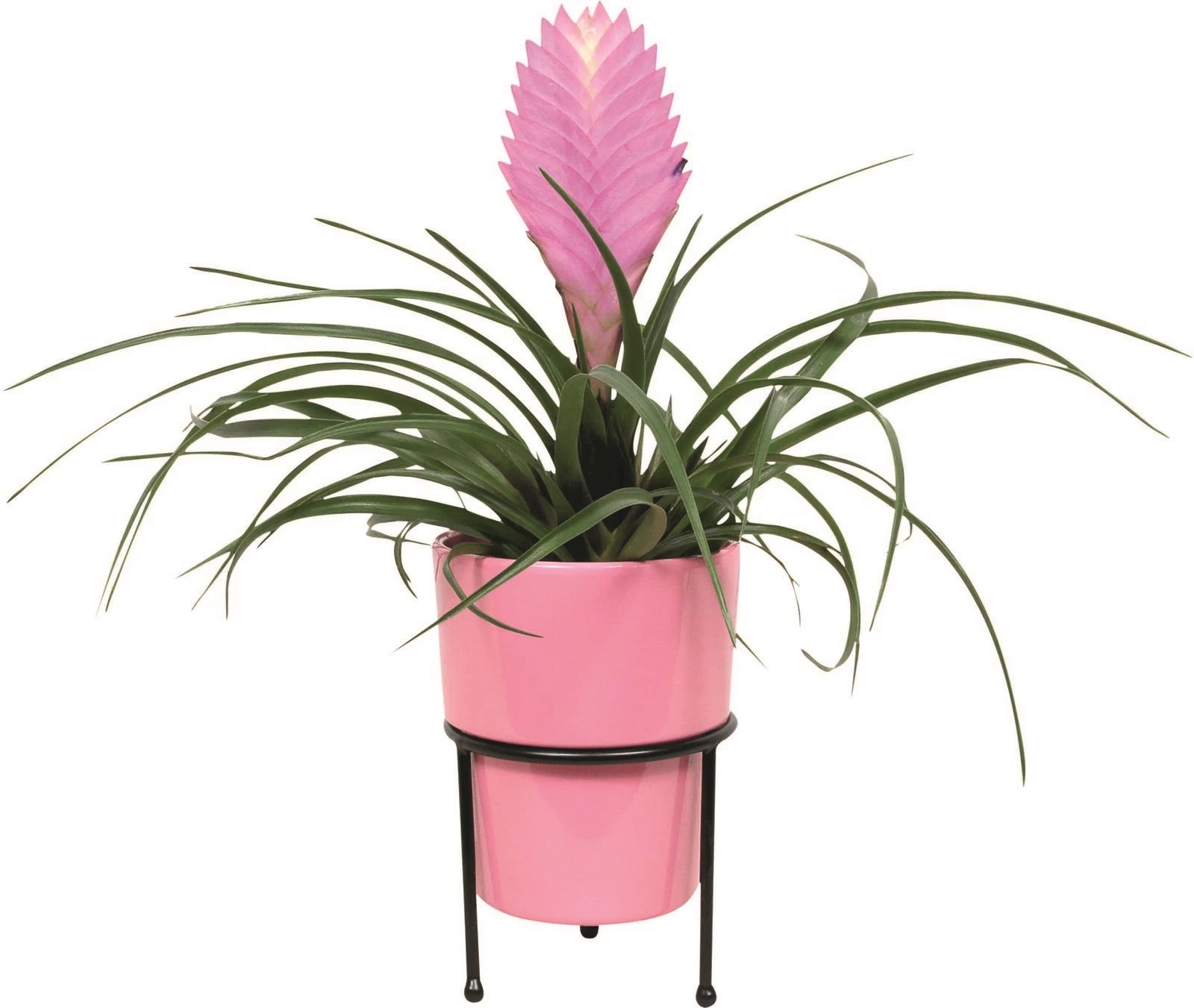Bromelia im UT P10 cm