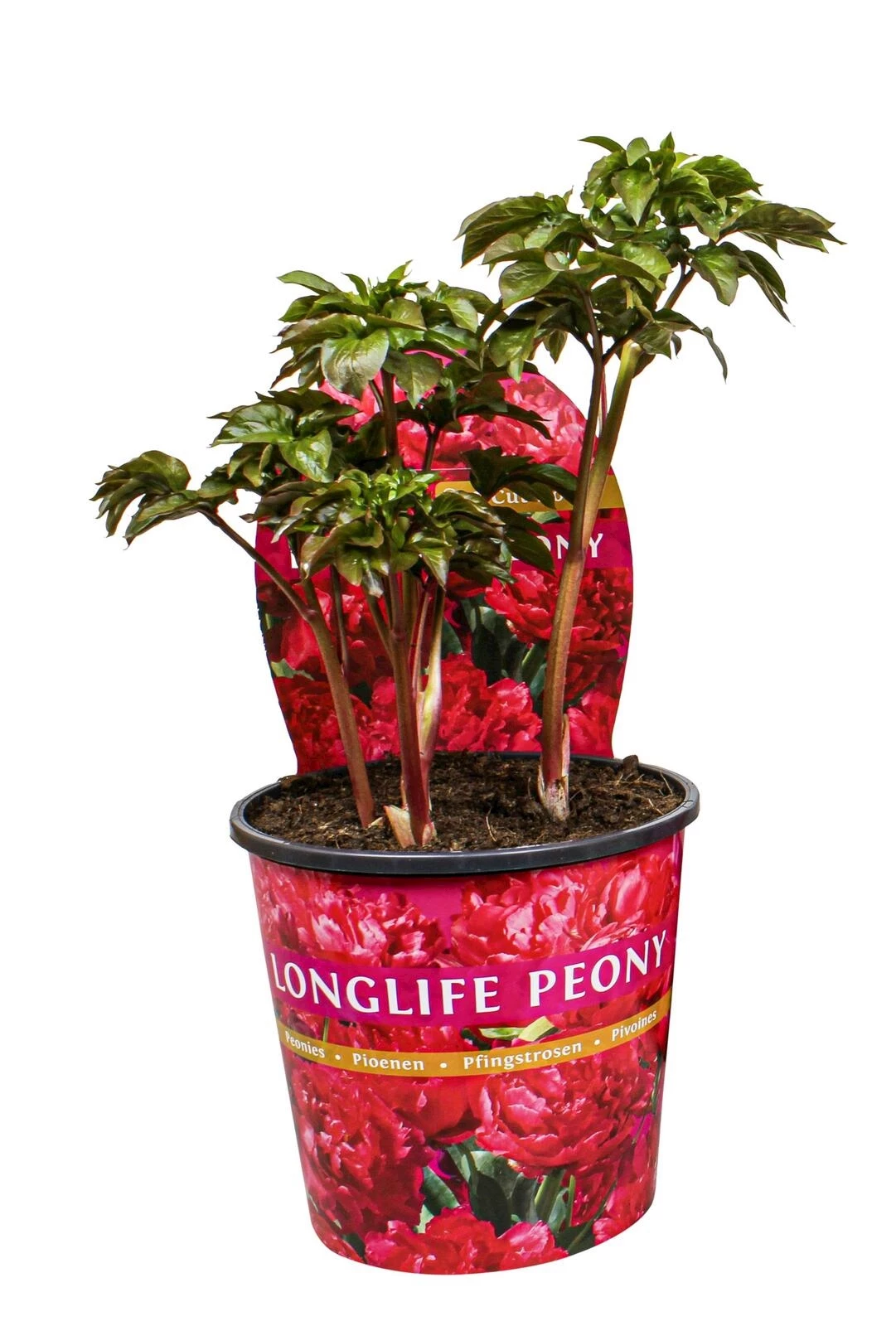 Pfingstrose blühend P19 cm