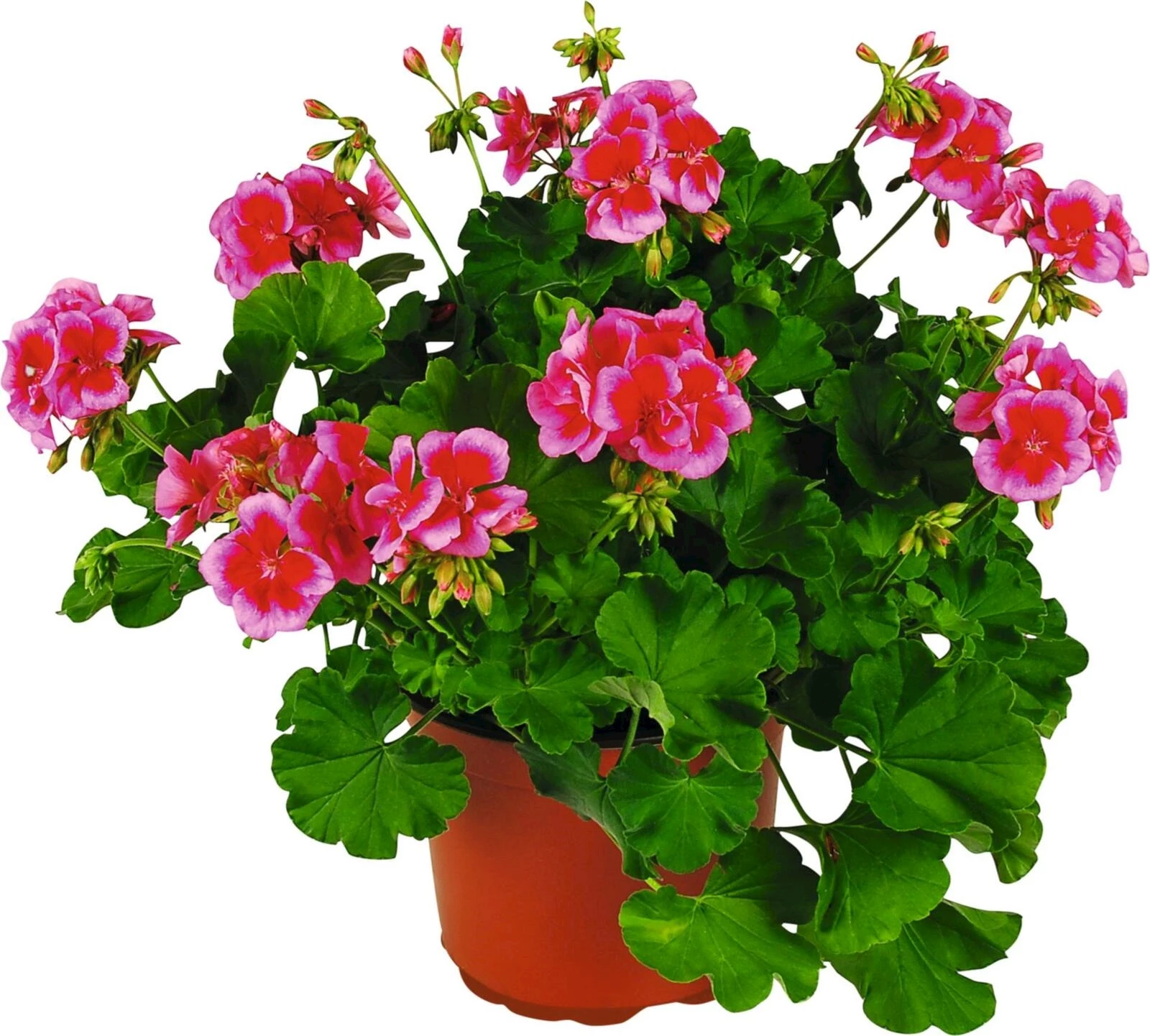 Geranien Rosa P23 cm kaufen Einjährige Beet u. Balkonpflanzen LANDI