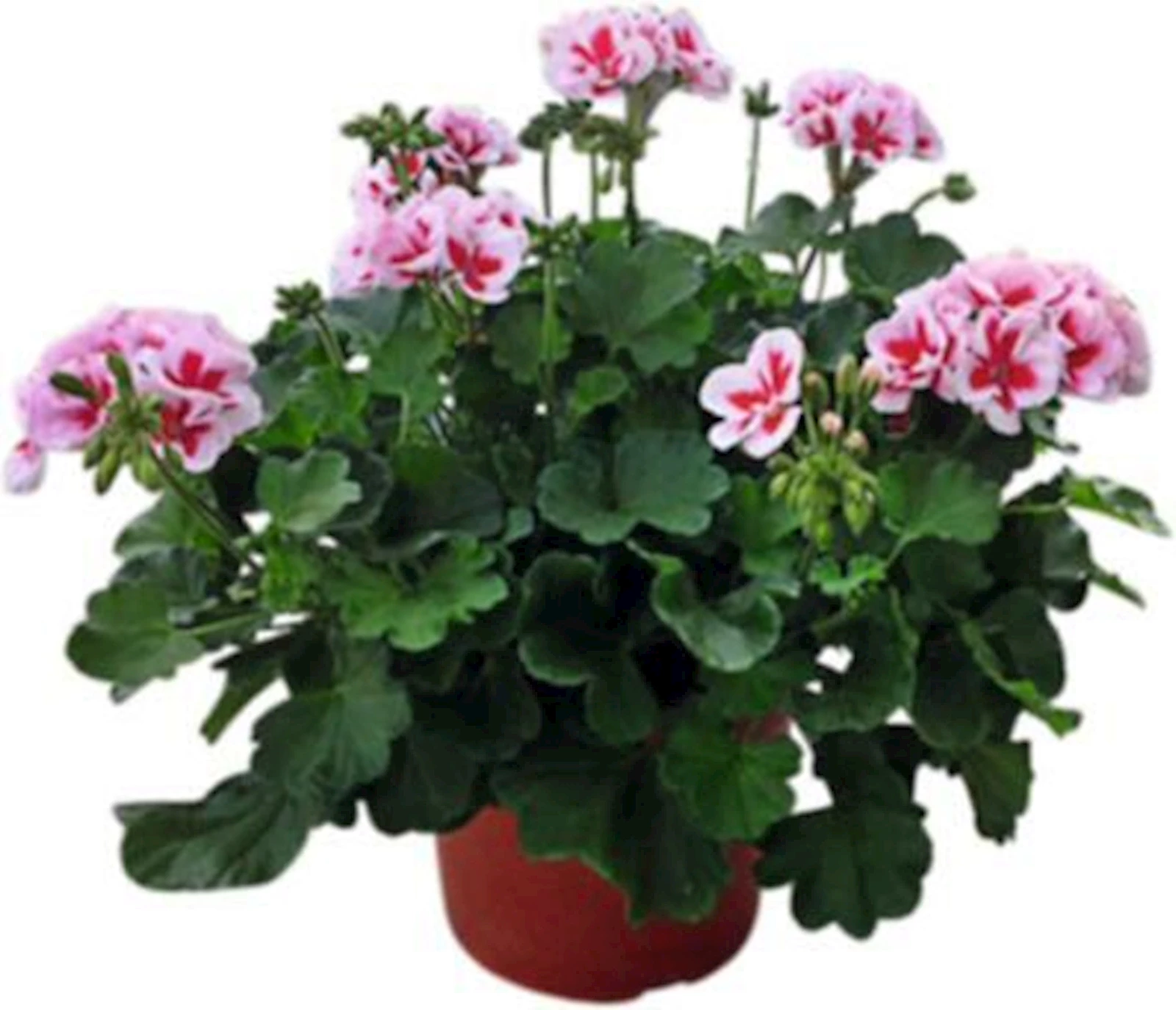 Geranien Weiss P23 cm