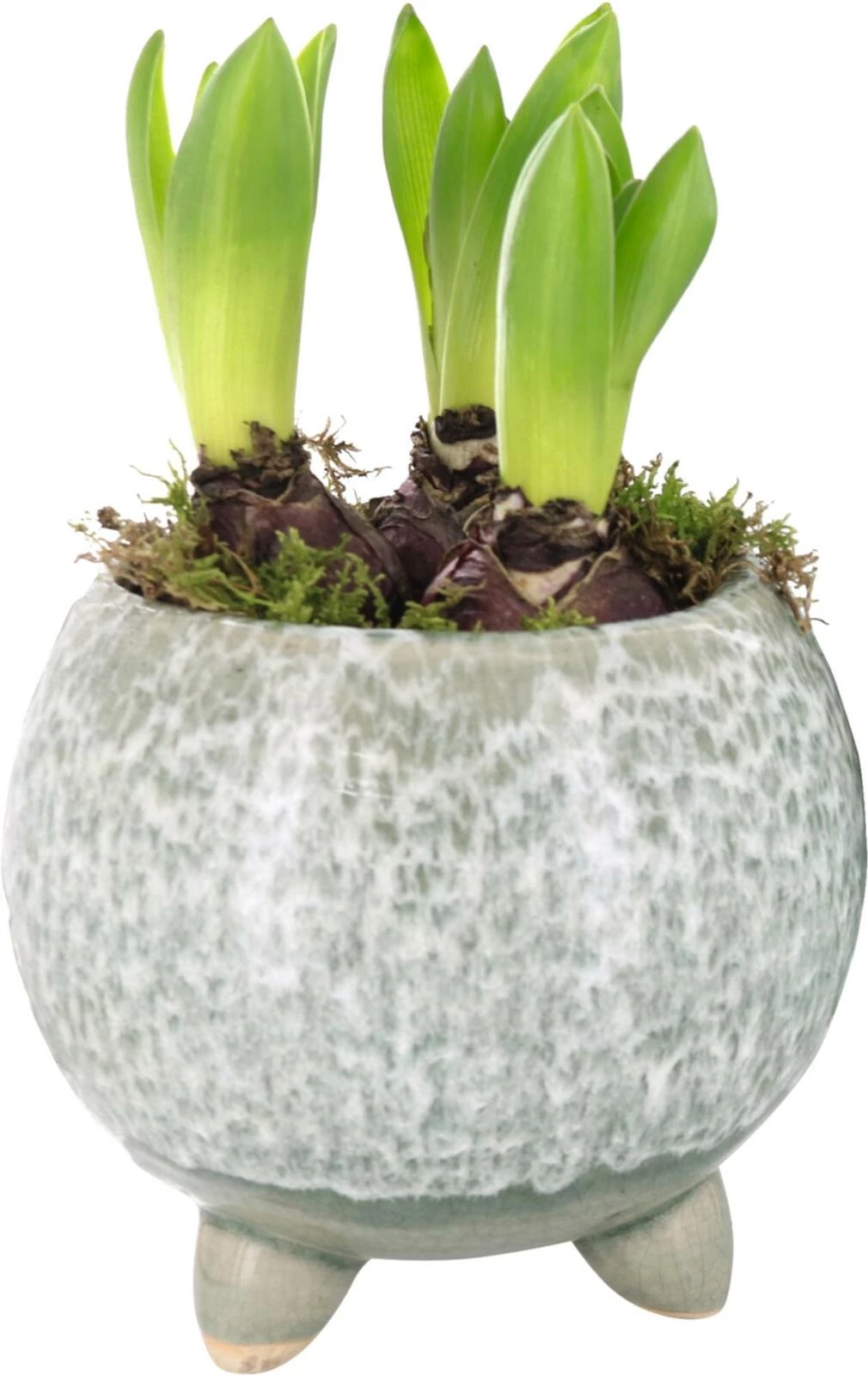 Blumenzwiebeln im Topf P14 cm kaufen Einjährige Beet u