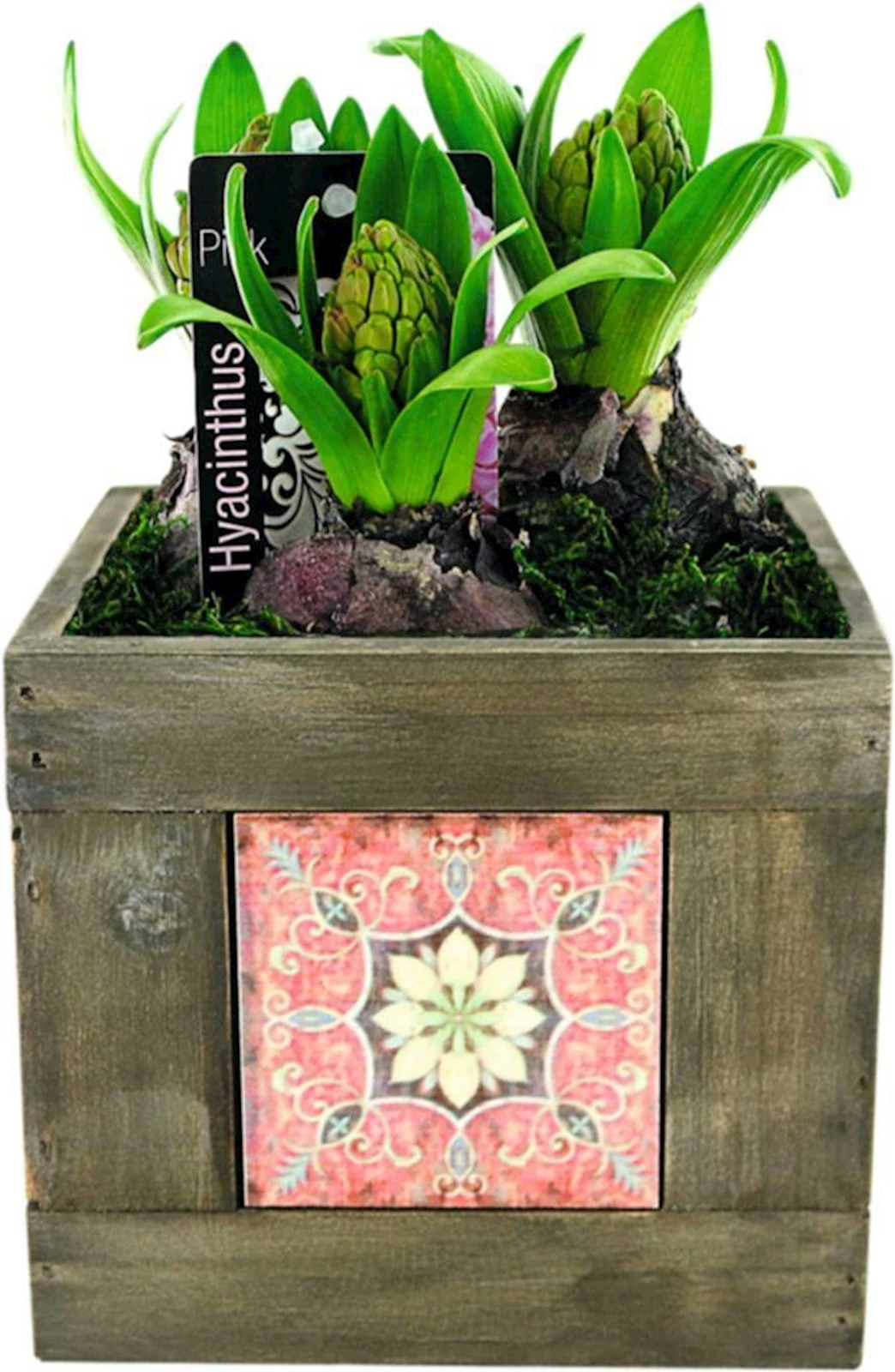 Zwiebeln im Holztopf P14 cm