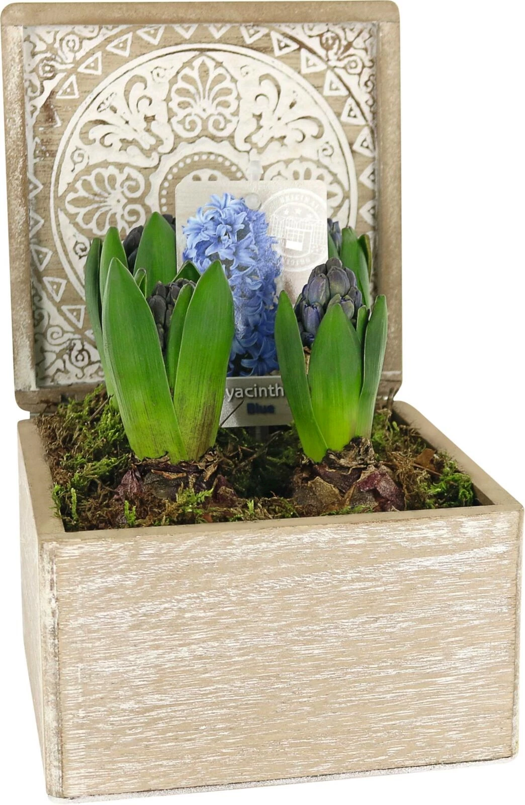 Zwiebeln im Holztopf P17 cm