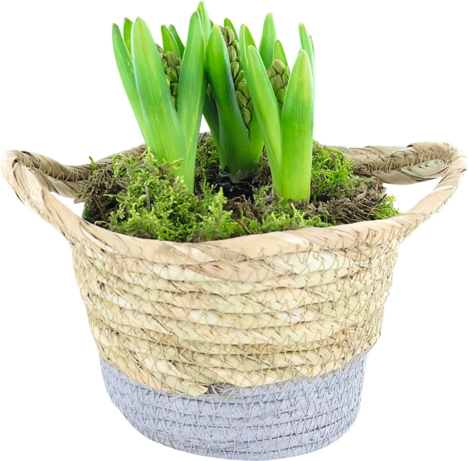 Zwiebeln im Korb P19 cm