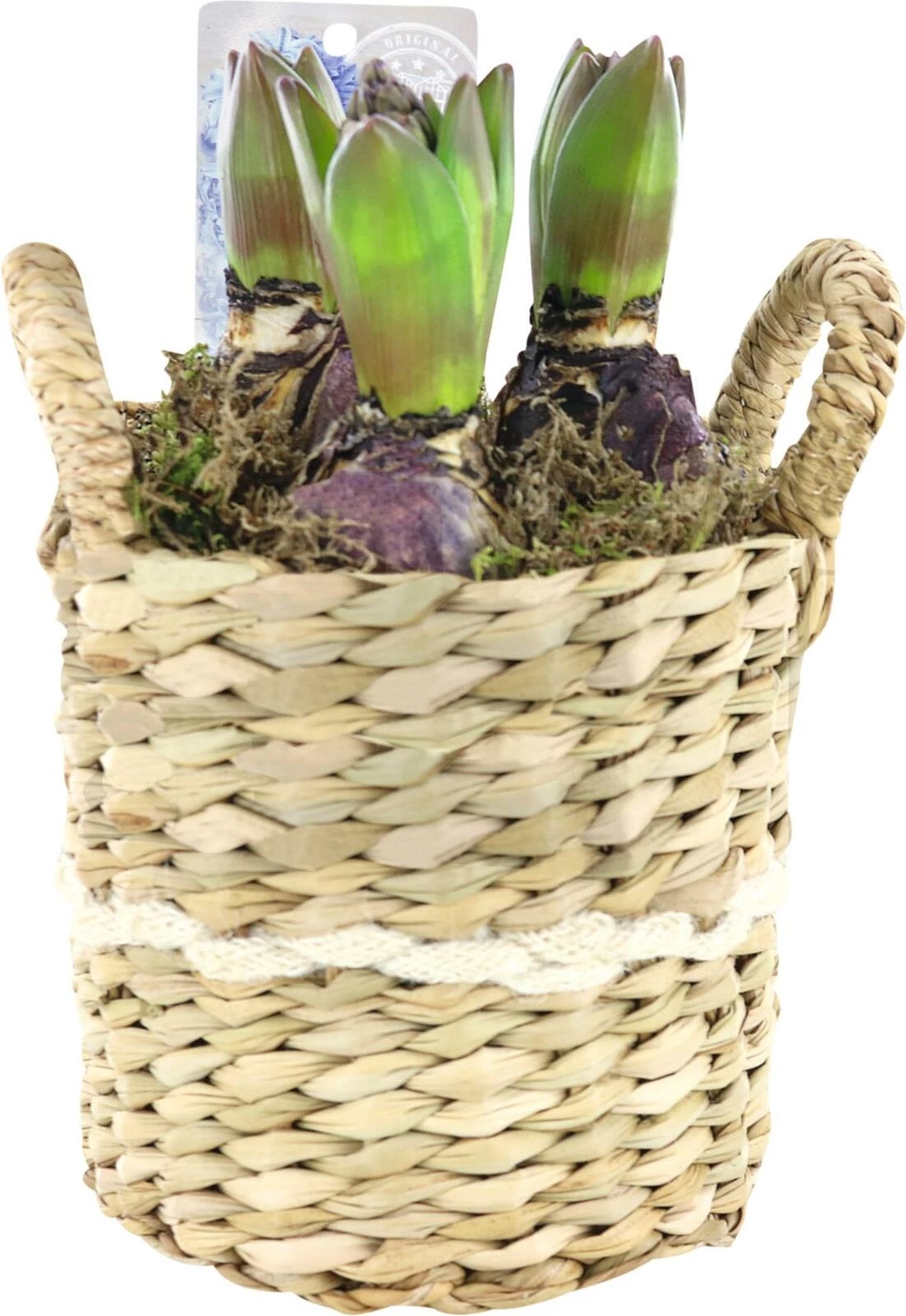 Zwiebeln im Korb P14 cm