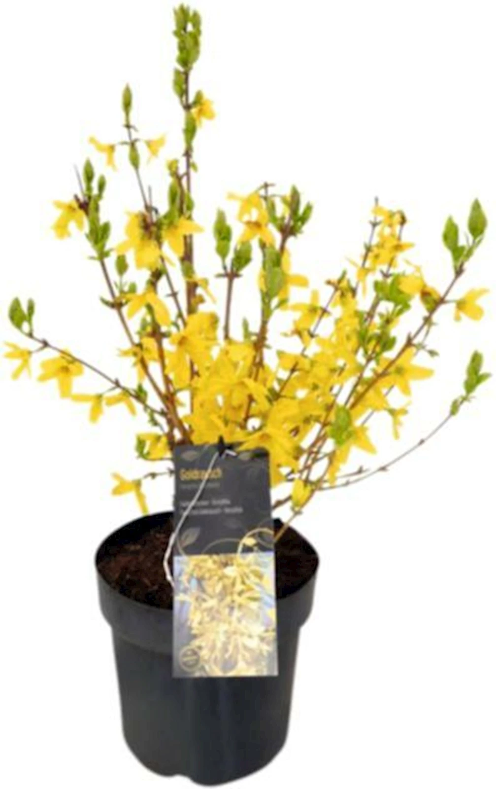 Forsythia Spectabilis C3 l
