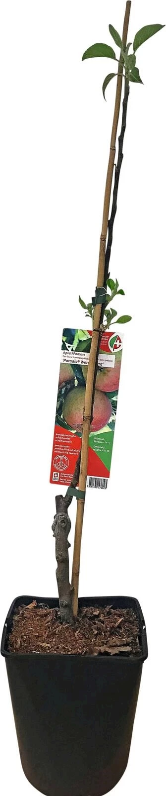 Apfelbaum Werdenberg P5 l