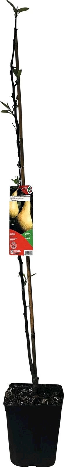 Birnenbaum Conference P5 l