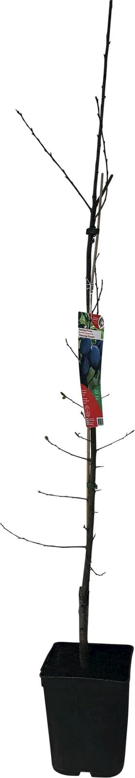 Zwetschgenbaum Zimmers P5 l