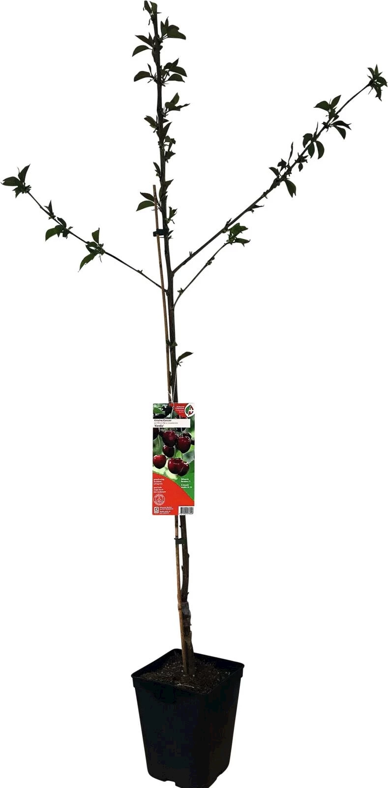 Kirschbaum Kordia P5 l