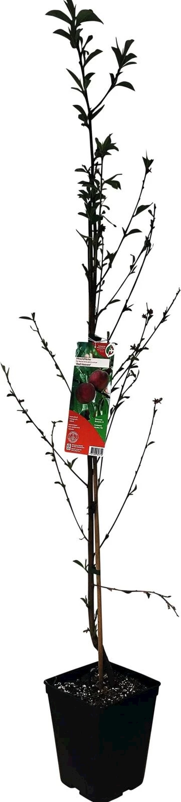 Pfirsichbaum Red Haven P5 l