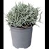 Helichrysum italicum P14 cm