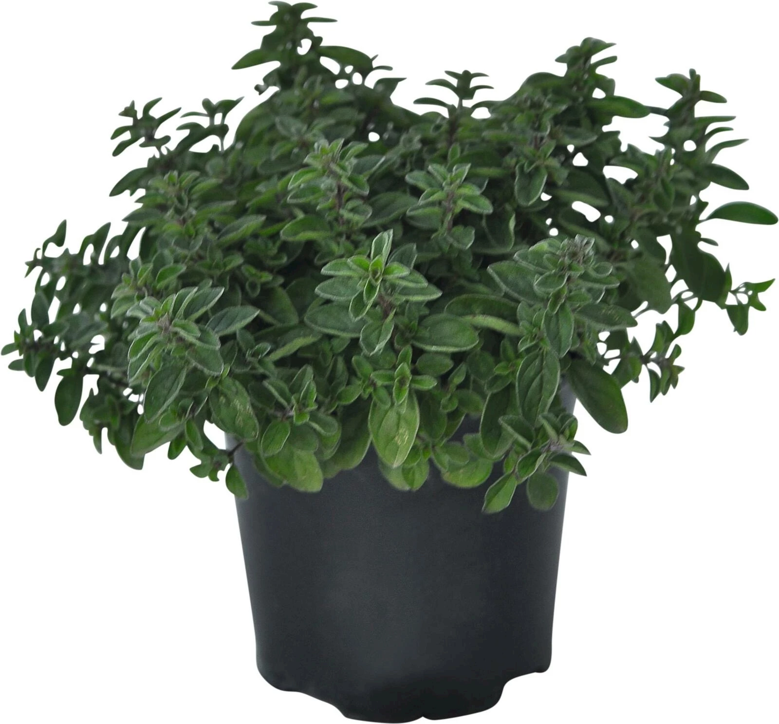 Oregano P14 cm