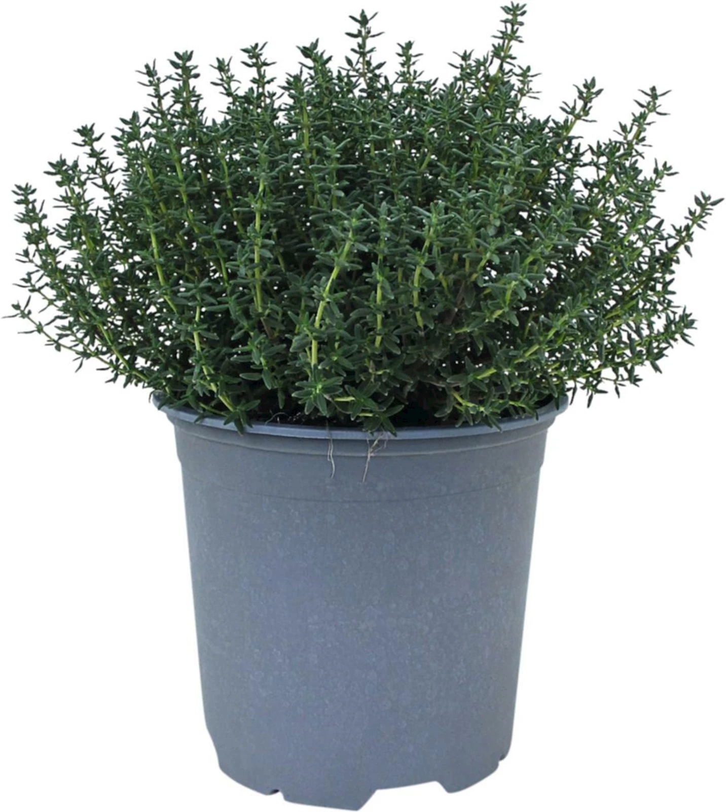 Thymian P14 cm