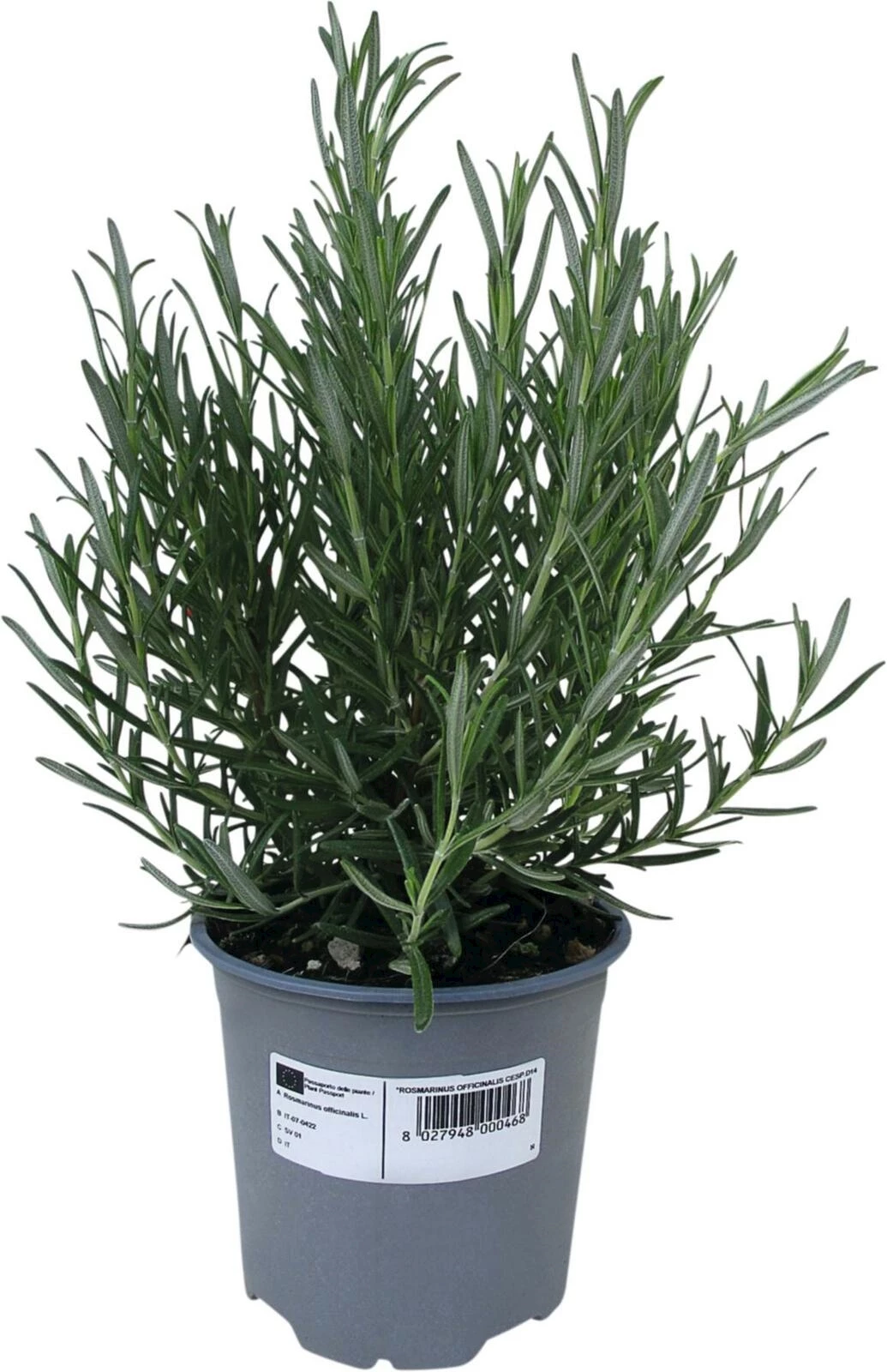 Rosmarin officinalis P14 cm