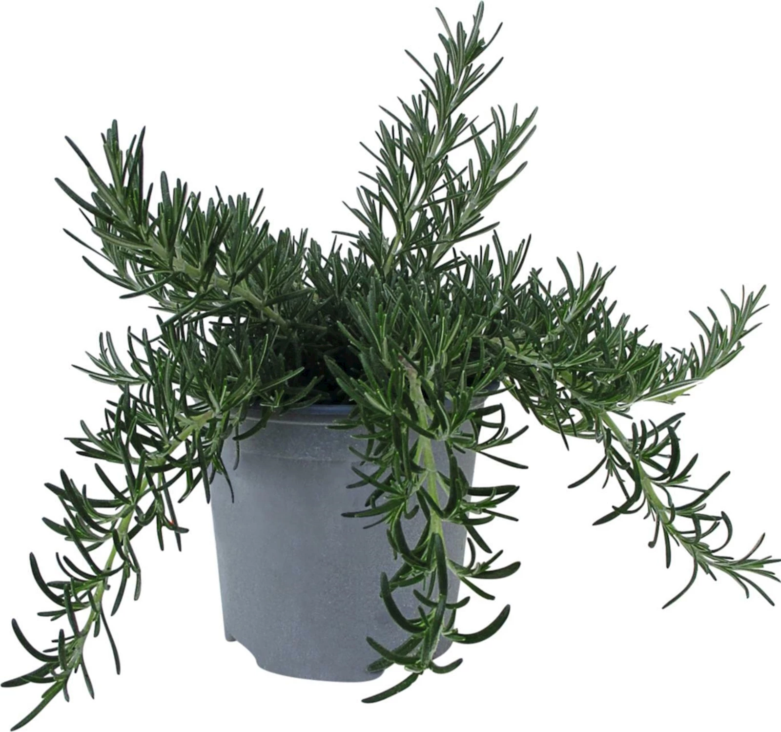 Romarin prostratus P14 cm Acheter - Herbes et épices - LANDI
