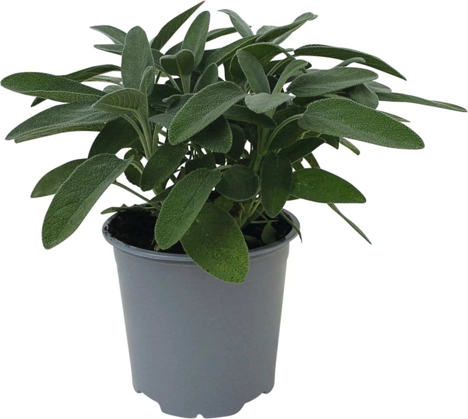 Salbei officinalis P14 cm