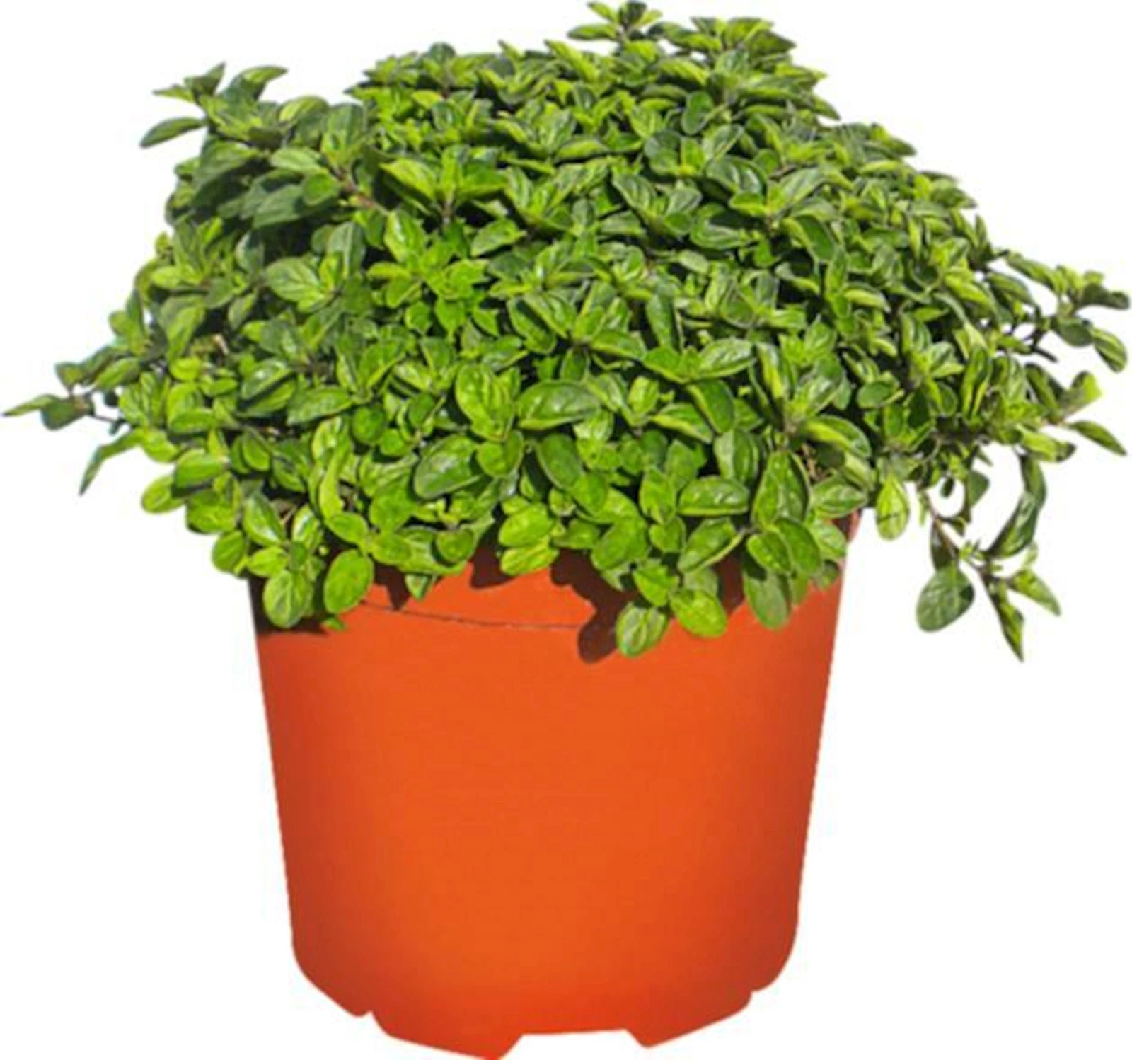 Oregano P18 cm