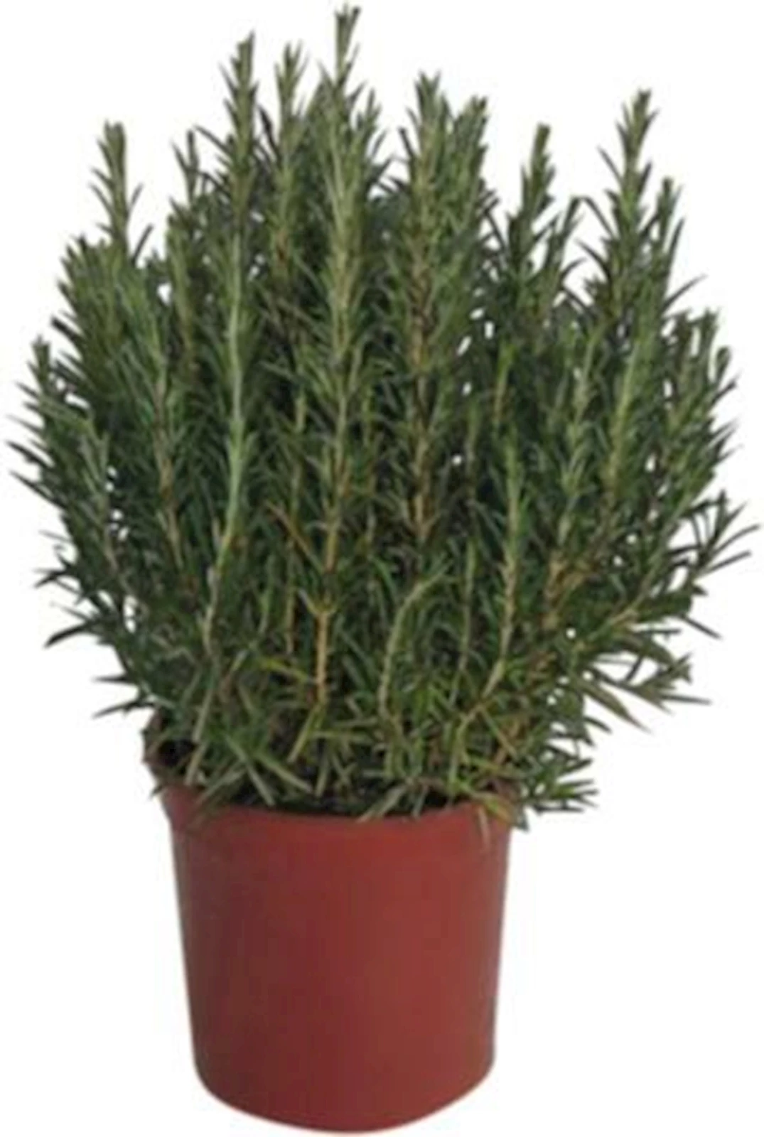 Rosmarin officinalis P18 cm