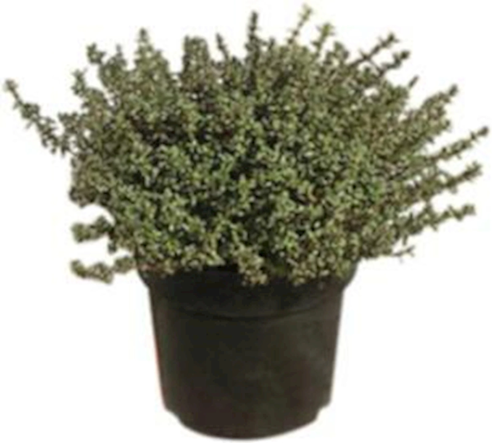 Thymian P18 cm