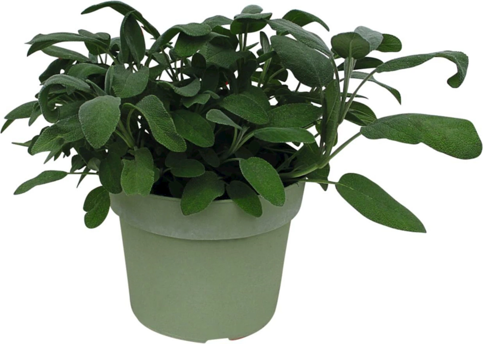 Salbei officinalis P18 cm