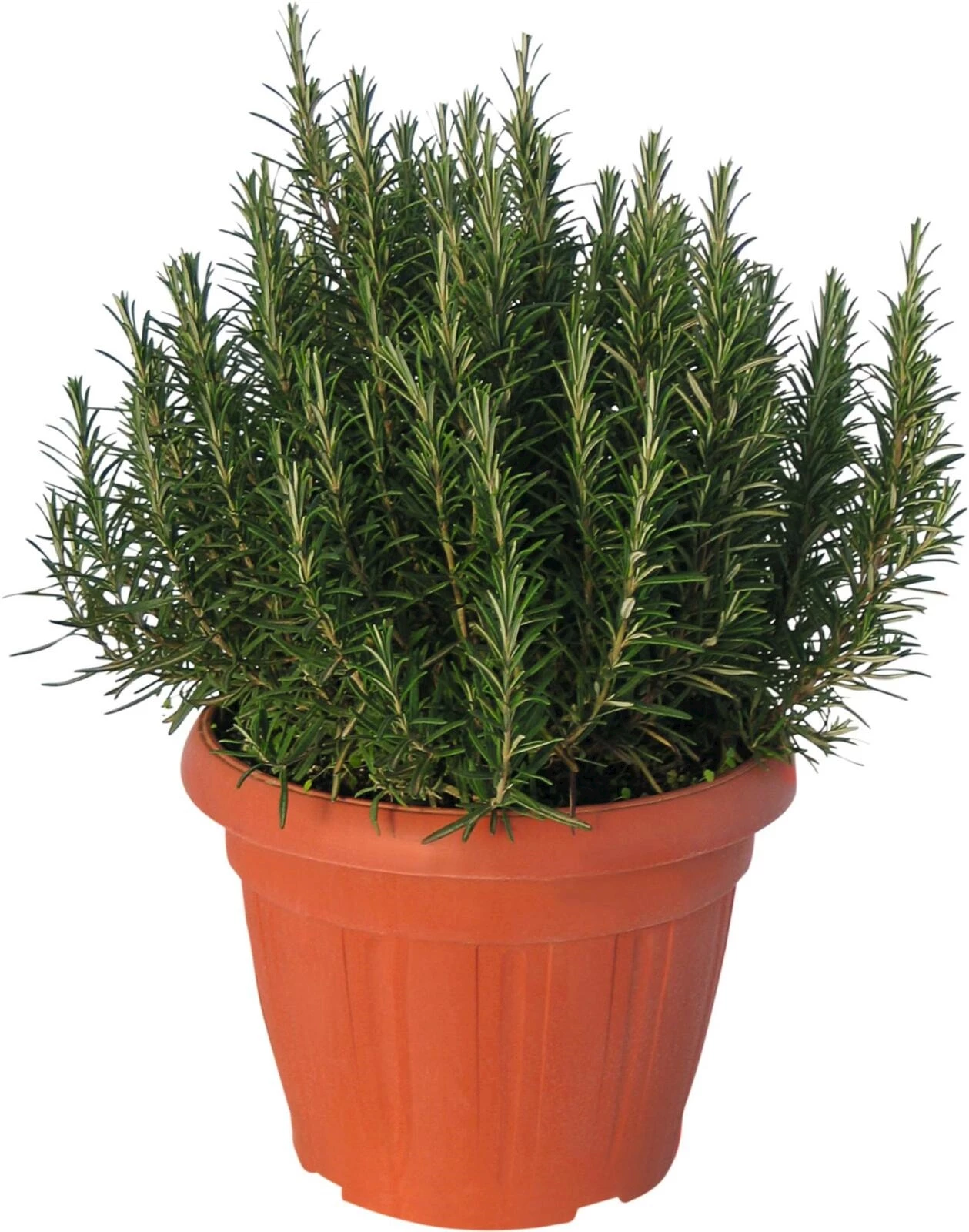 Rosmarin officinalis P25 cm