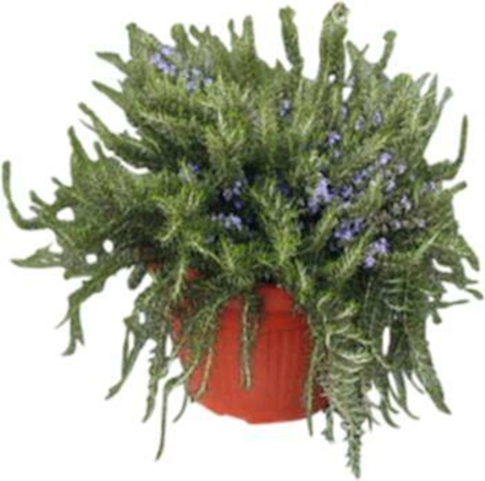 Rosmarin prostratus P35 cm