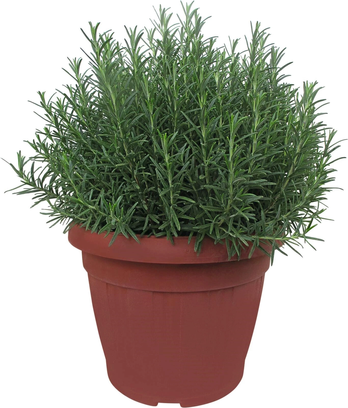 Rosmarin officinalis P35 cm