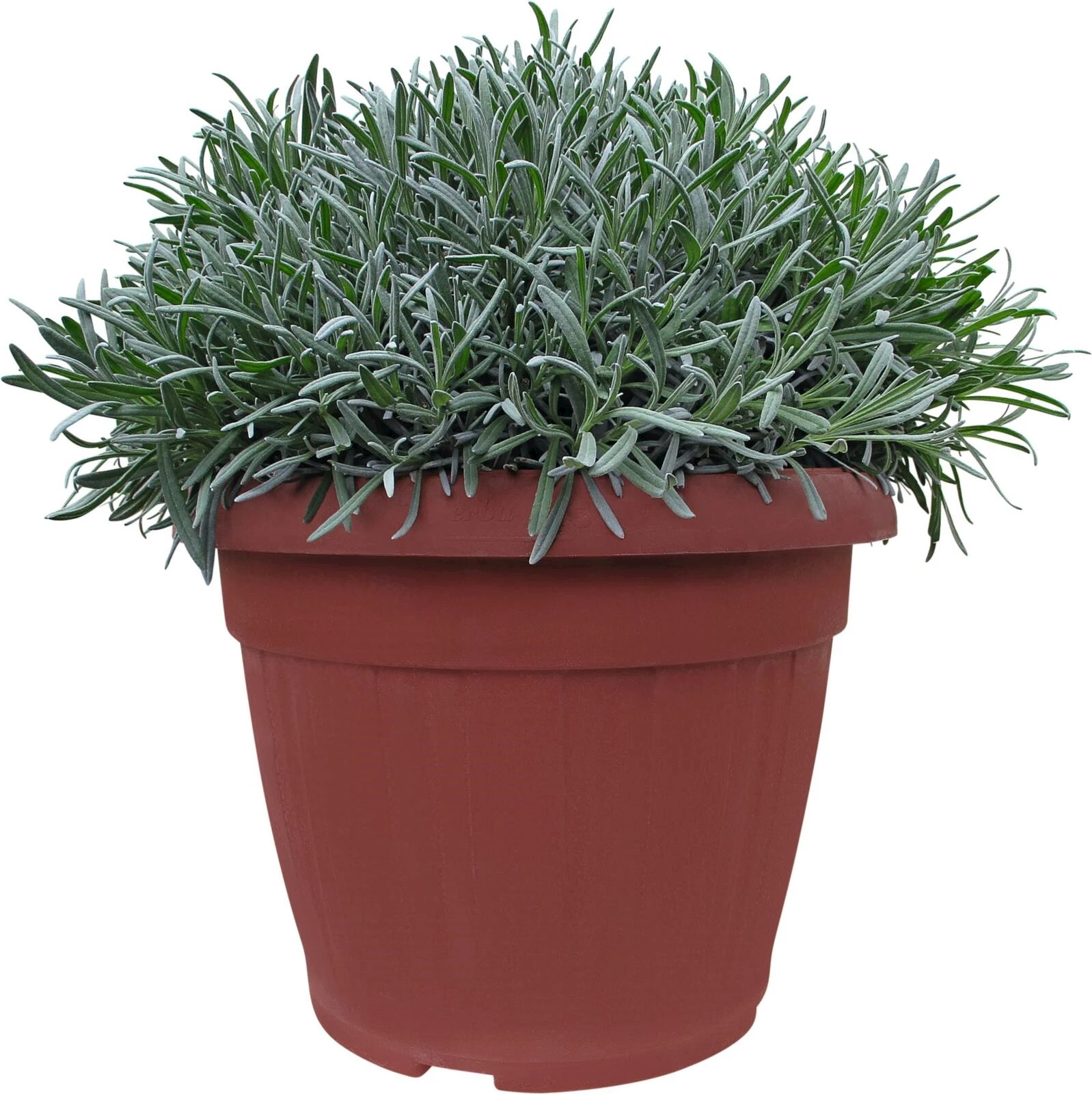 Lavendel Busch P35 cm