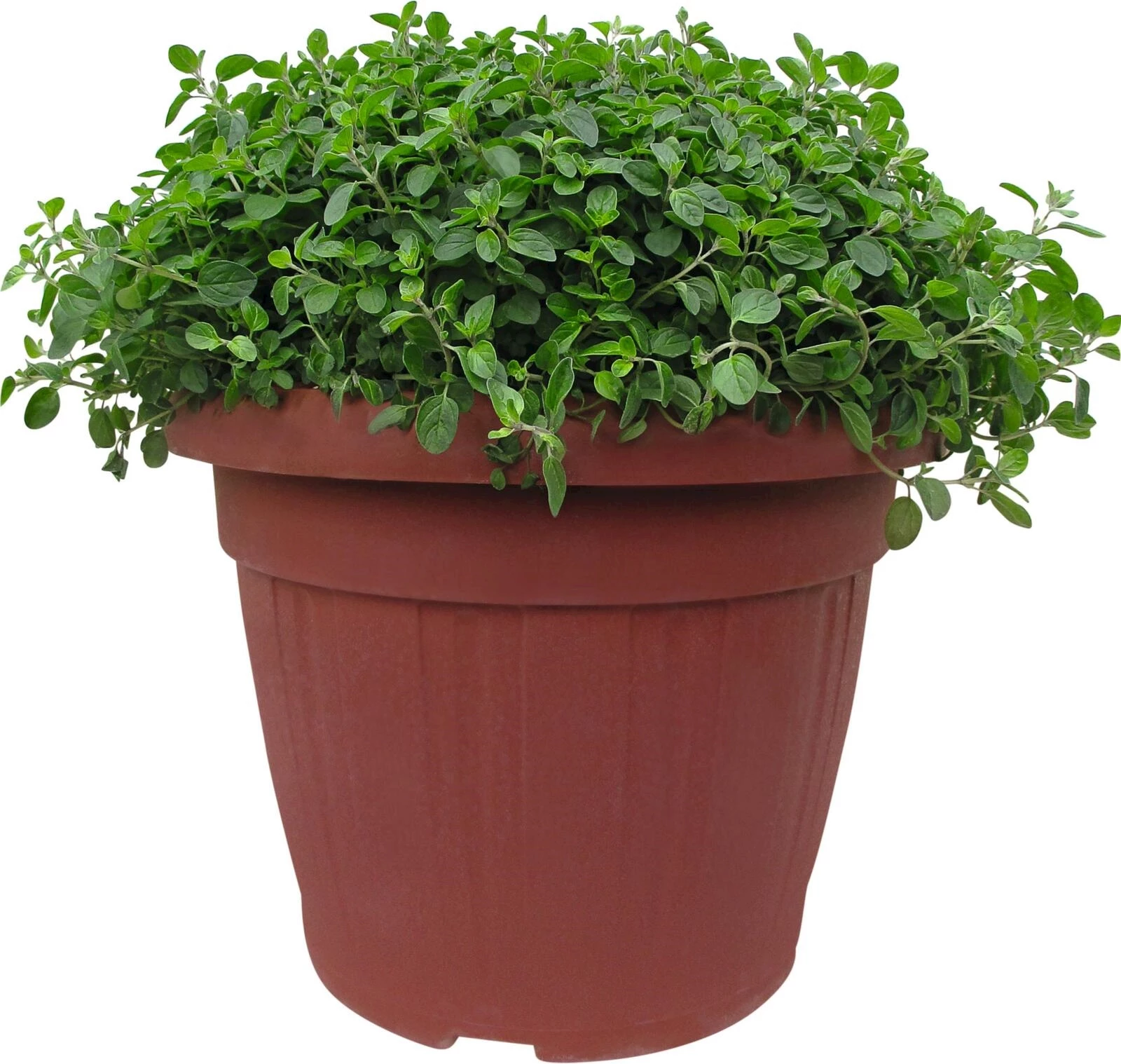 Oregano Busch P35 cm