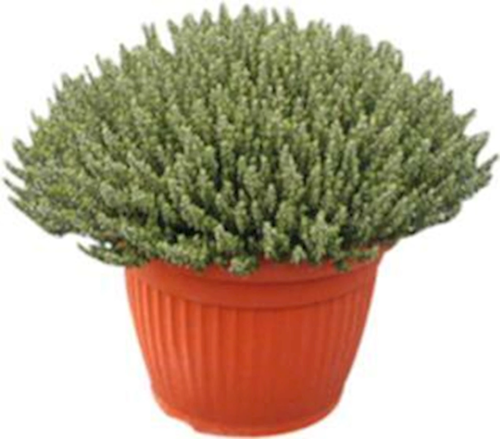 Thymian Busch P35 cm