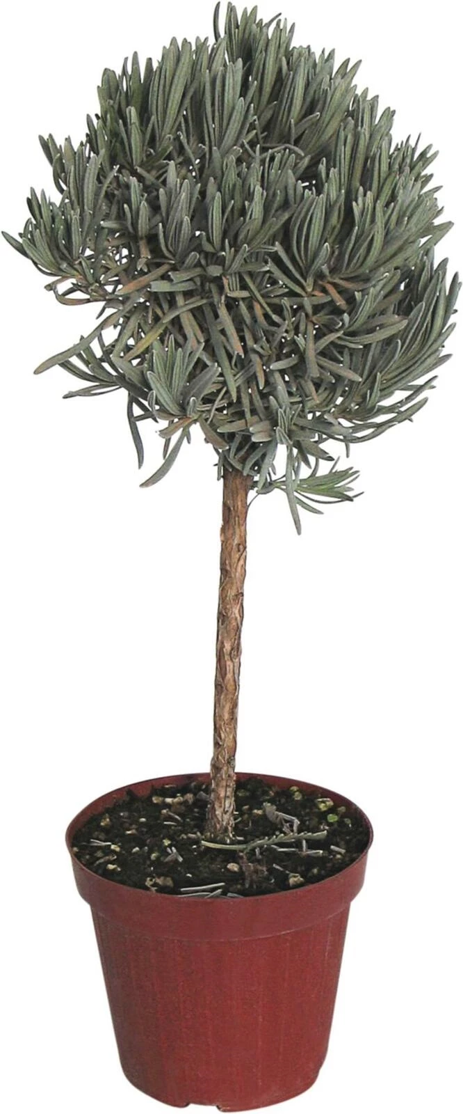 Lavende angust. tige P14 cm