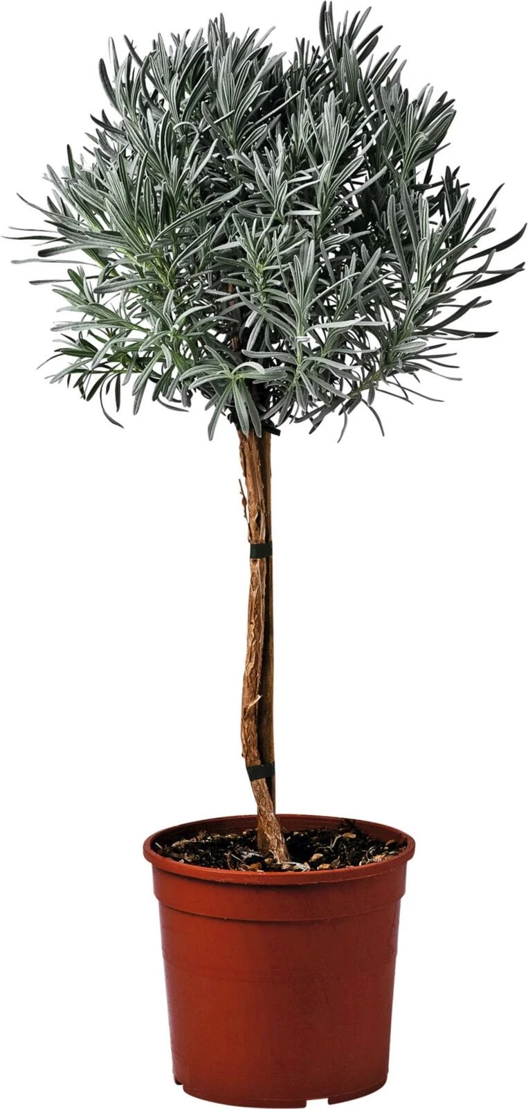 Lavendel angust. Stamm P18 cm