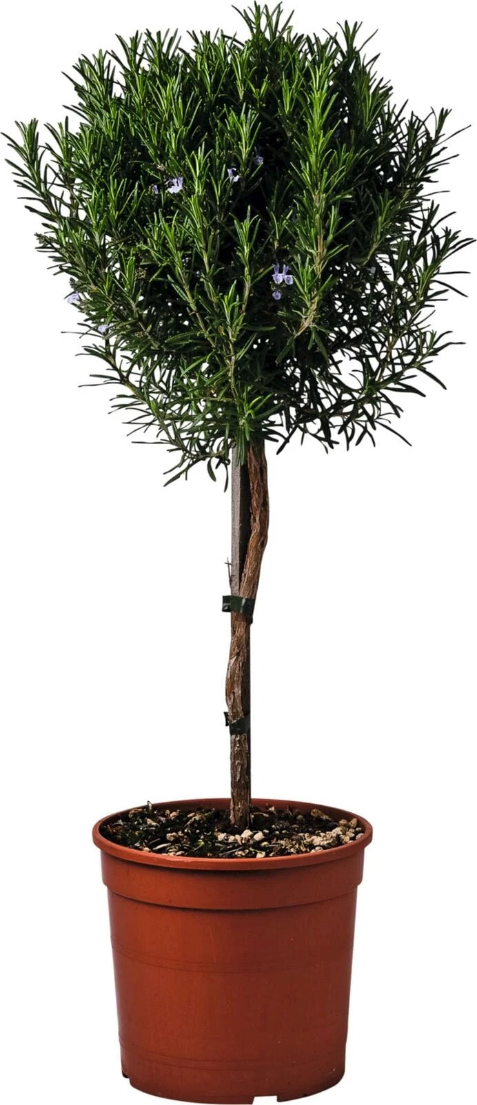 Rosmarin offic. Stamm P18 cm kaufen Kräuter u. Gewürze LANDI