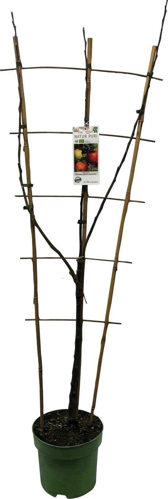 Apfelbaum Spalier P7.5 lt