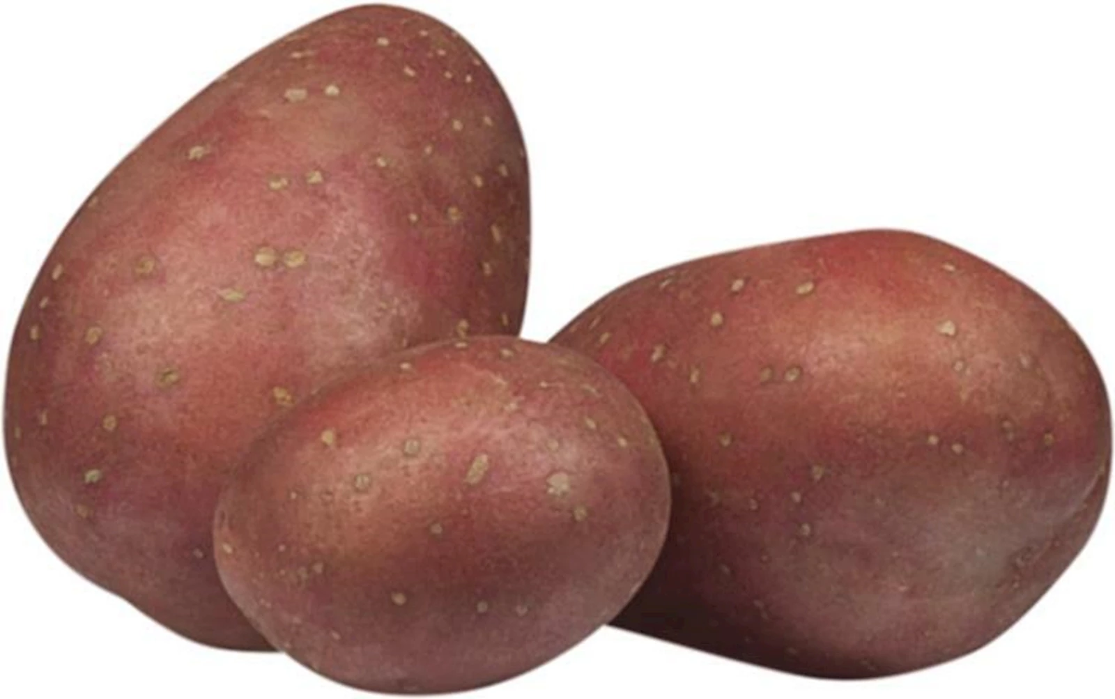 Pdt de semence Mulberry Beauty CH 1 kg