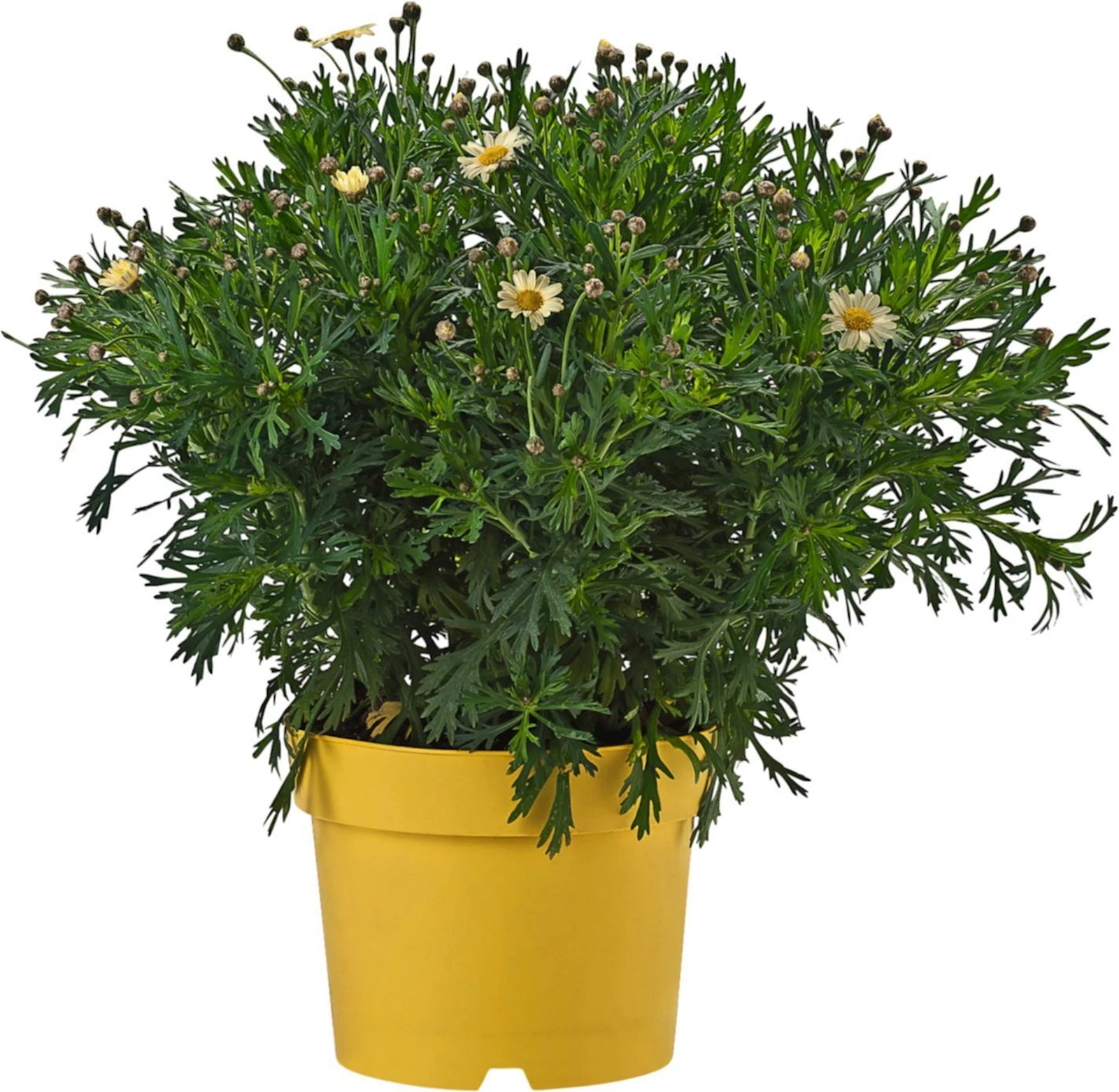 Anthemis Busch gelb P18 cm