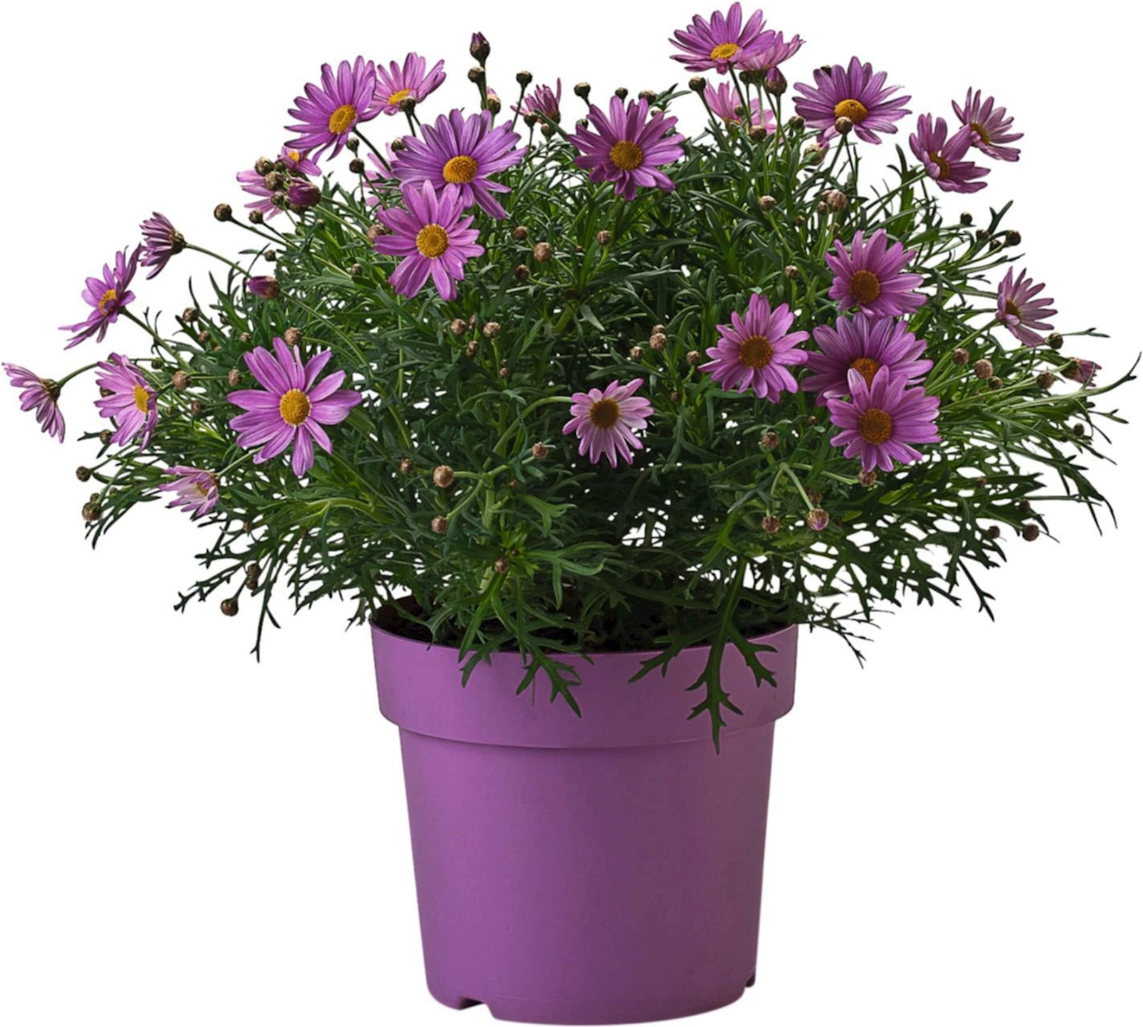 Anthemis Busch rosa P18 cm