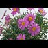 Anthemis Busch rosa P18 cm