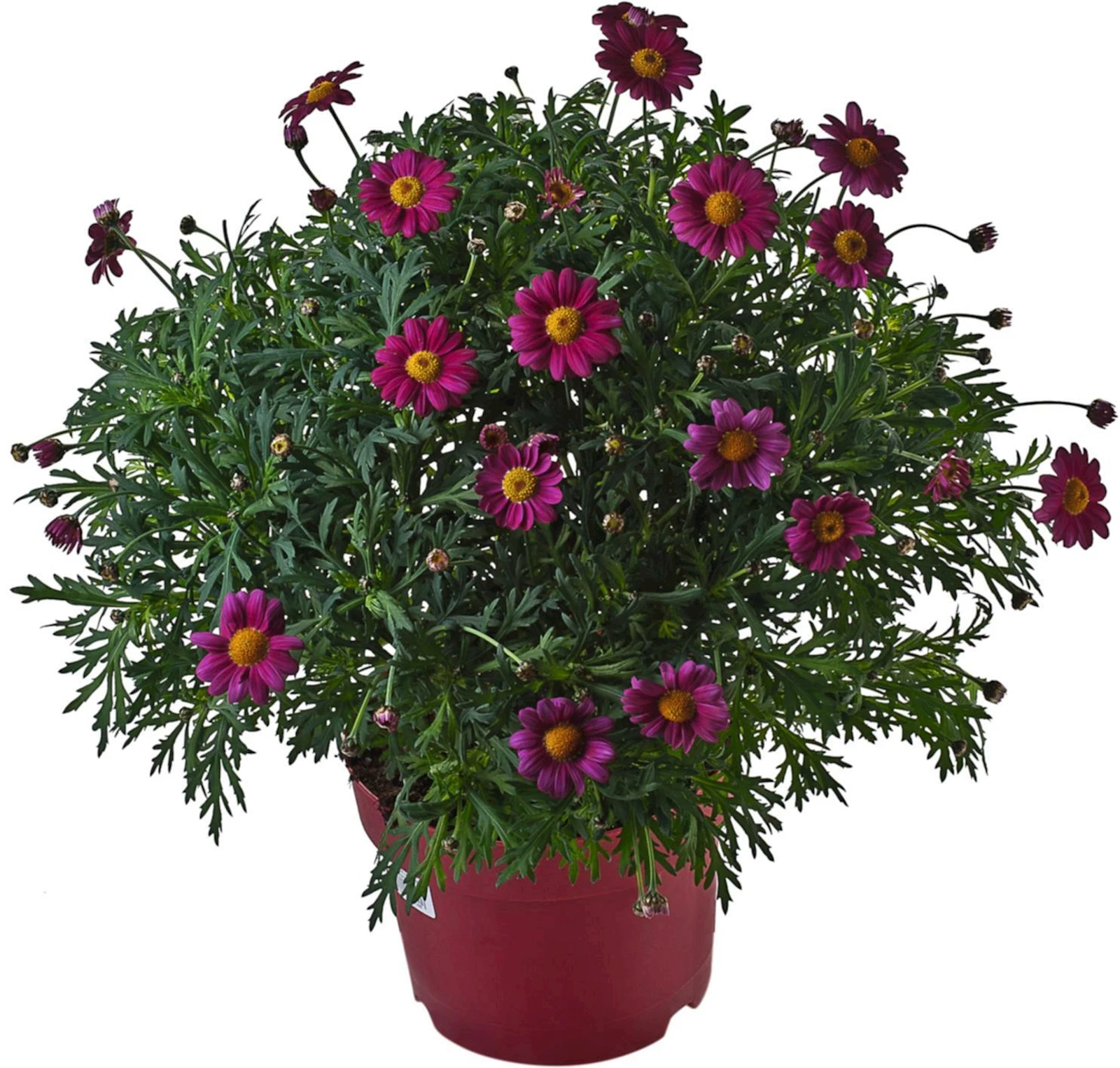 Anthemis Busch rot P18 cm