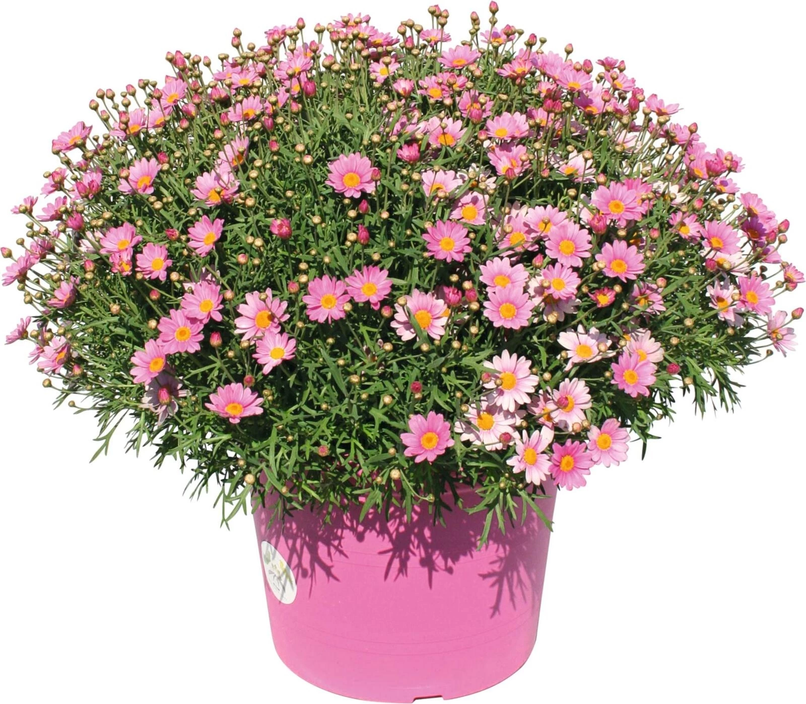 Anthemis Busch farbig P25 cm