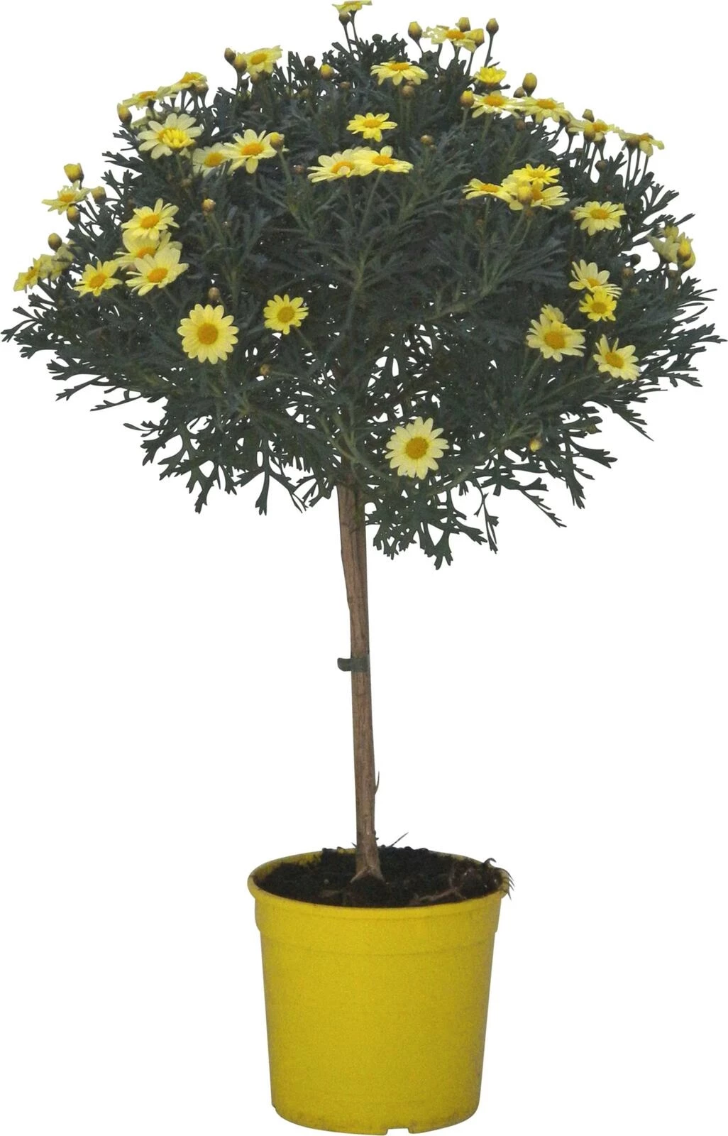 Anthemis Stamm gelb P18 cm