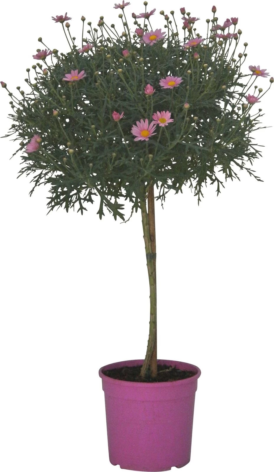 Anthemis Stamm rosa P18 cm