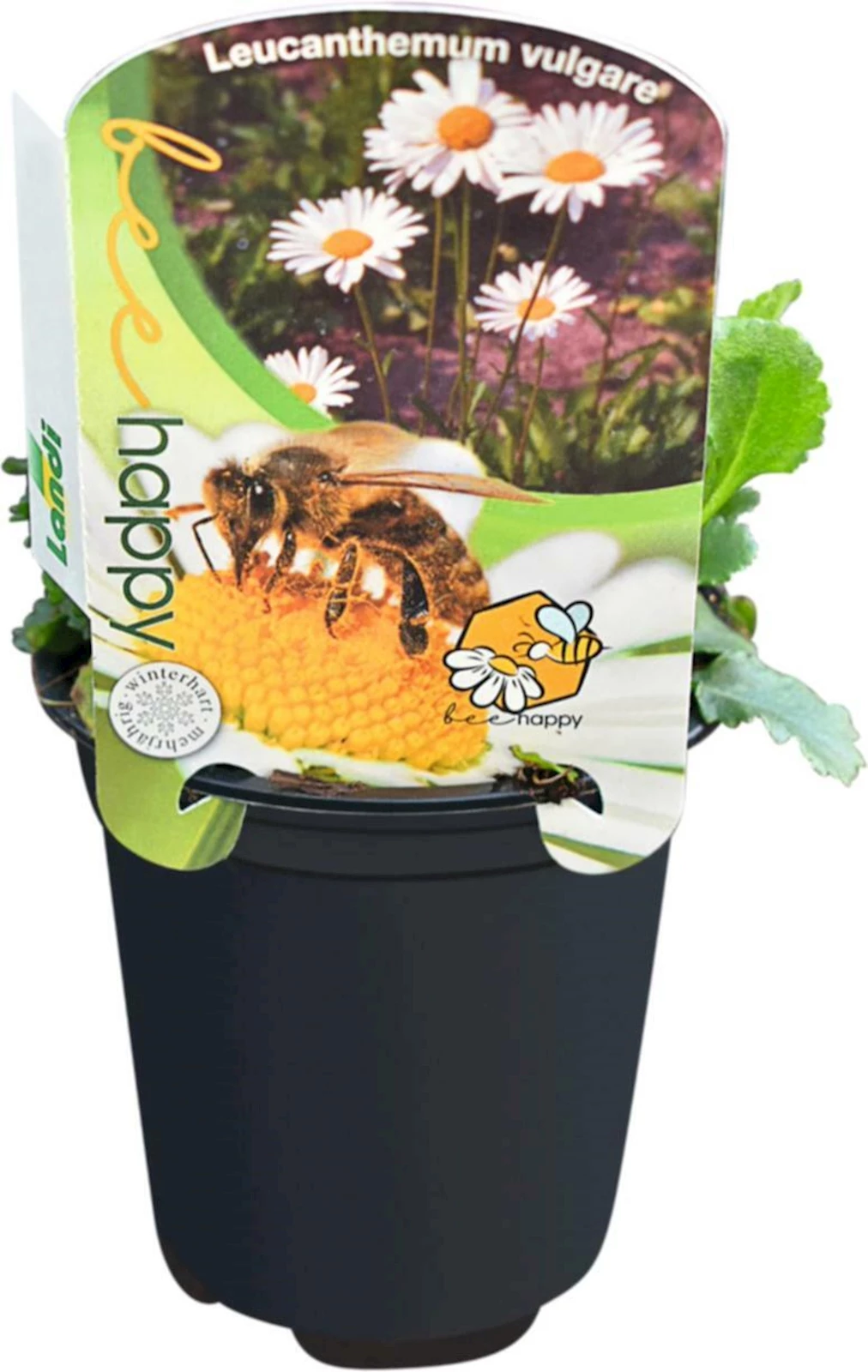 Chrysanthemum vulgare weiss P9 cm