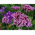 Verbena bonariensis violett P9 cm