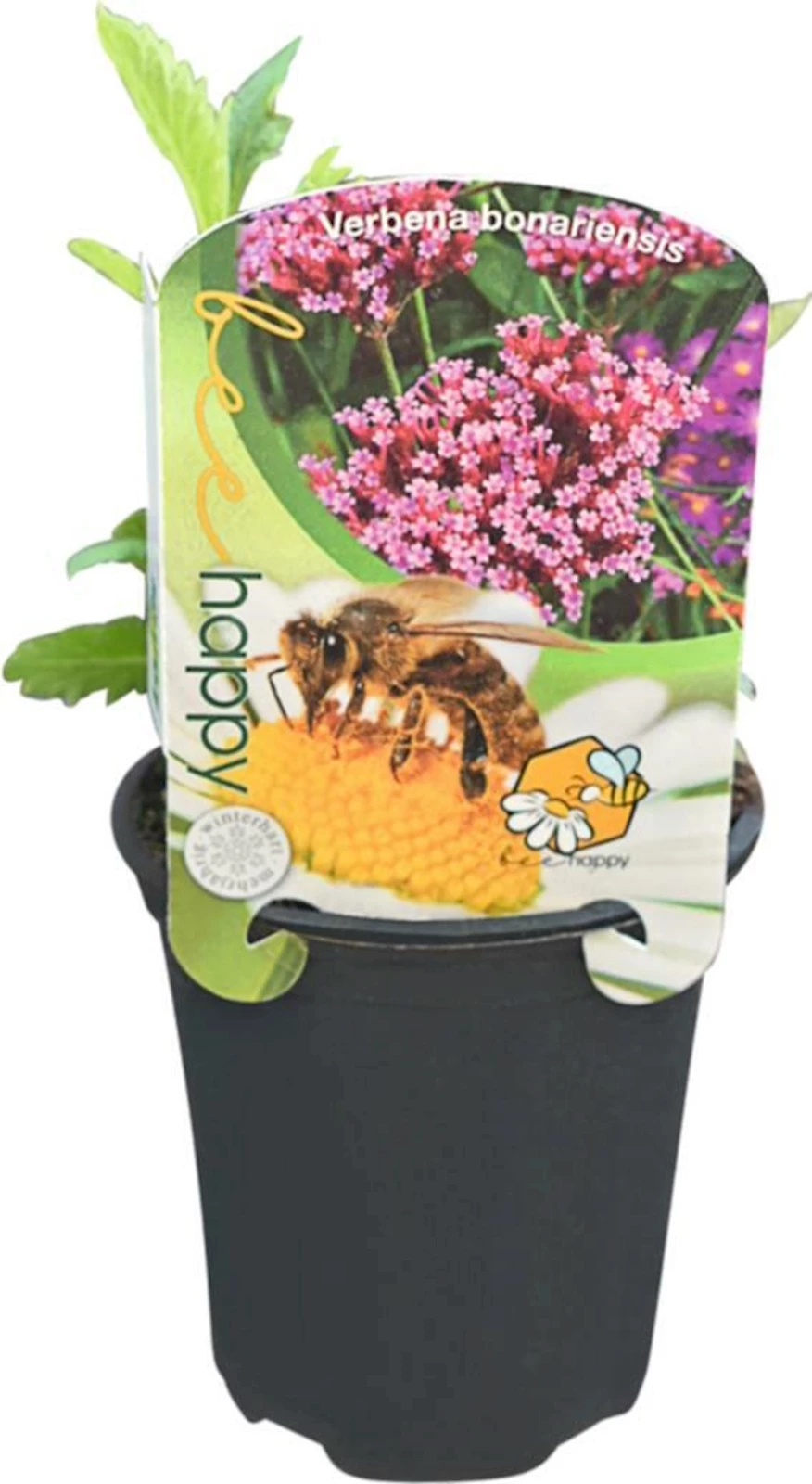 Verbena bonariensis violet P9 cm