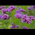 Verbena bonariensis violet P9 cm